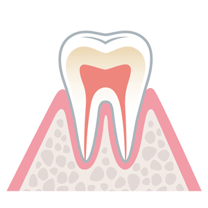 健康な歯周組織